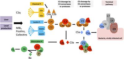 Keeping It All Going—Complement Meets Metabolism